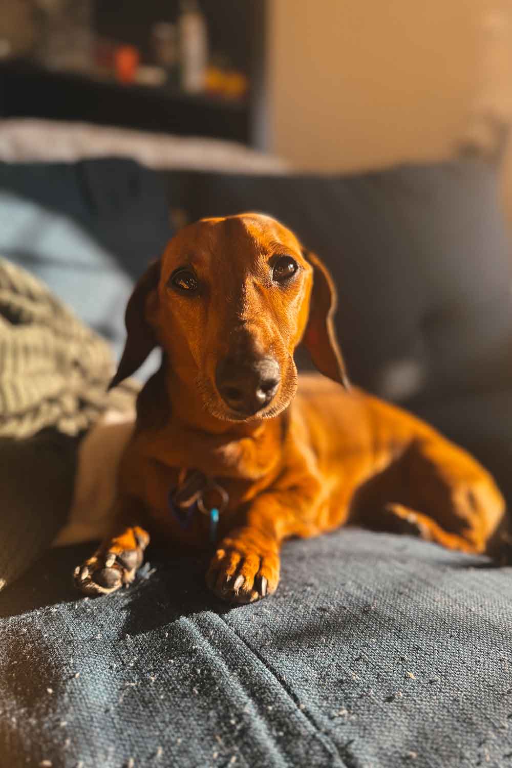 sausage-dog-basking-in-the-sunlight.jpg